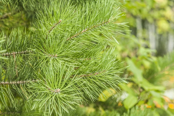 緑の小ぎれいなな枝クローズ アップ夏 — ストック写真