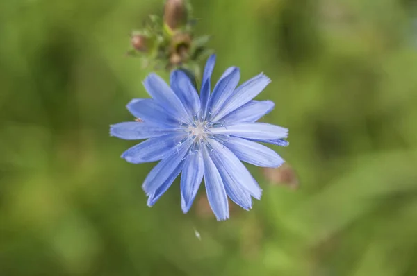 Imagen Fondo Las Flores Colores — Foto de Stock