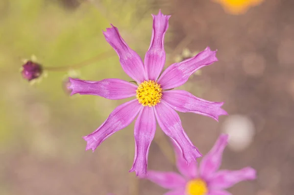 Imagem Fundo Das Flores Coloridas — Fotografia de Stock