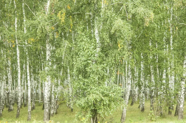 Красивий Літній Пейзаж Лісом Зеленою Травою — стокове фото