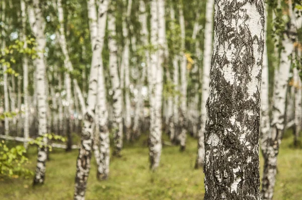 Vacker Sommar Landskap Med Skog Och Grönt Gräs — Stockfoto