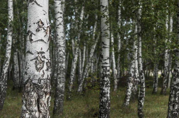 Krásné Letní Krajina Les Zelené Trávy — Stock fotografie