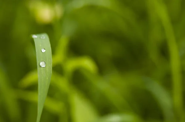 Taze Yeşil Çimen Çiy Ile Yakın Kadar Düşer — Stok fotoğraf