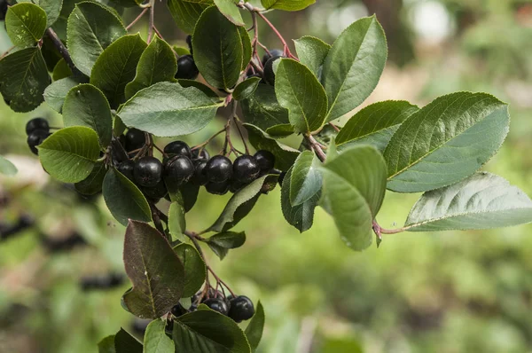 Reife Schwarze Apfelbeere Auf Dem Baum — Stockfoto