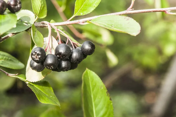 Reife Schwarze Apfelbeere Auf Dem Baum — Stockfoto