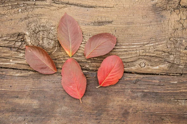 Schöne Herbstblätter Auf Holzgrund — Stockfoto