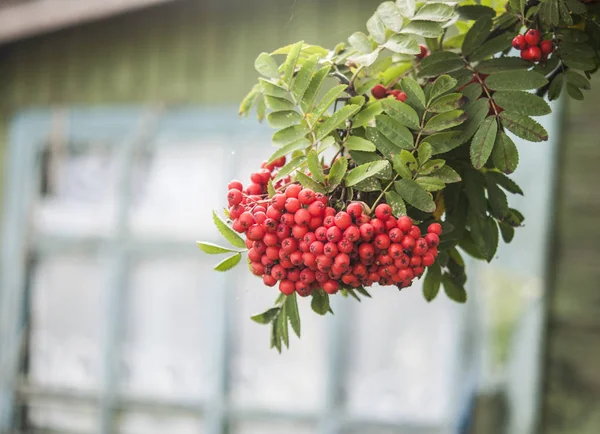 Bacche Sorbo Lucenti Con Foglie Albero — Foto Stock