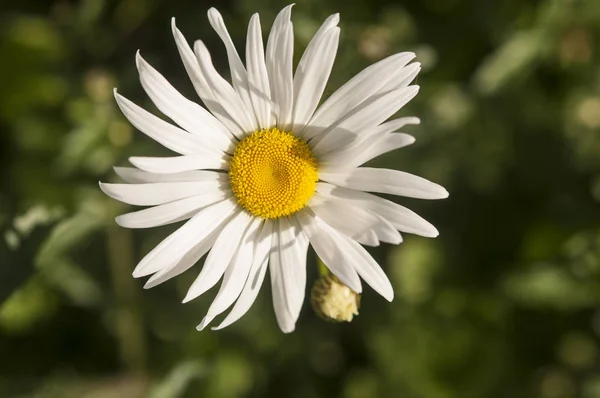 Imagem Fundo Das Flores Coloridas — Fotografia de Stock