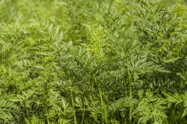 Genç yeşil havuç yaprağı dokusu. Yeşil havuç yapraklı tarım geçmişi