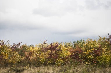 parlak ve renkli sonbahar orman
