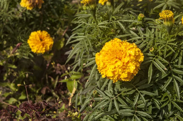 Imagen Fondo Las Flores Colores —  Fotos de Stock