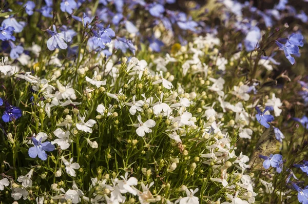 Das Hintergrundbild Der Bunten Blumen — Stockfoto