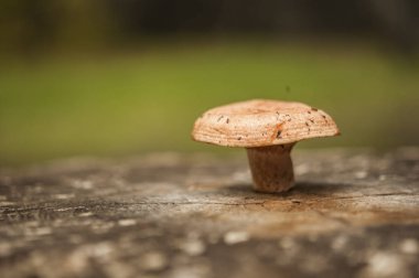 Grup sonbahar ormanda büyüyen mantar