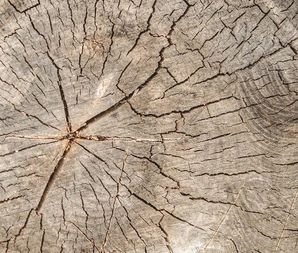 Textura Toco Árvore Vista Superior Espaço Para Cópia Meio Coração — Fotografia de Stock