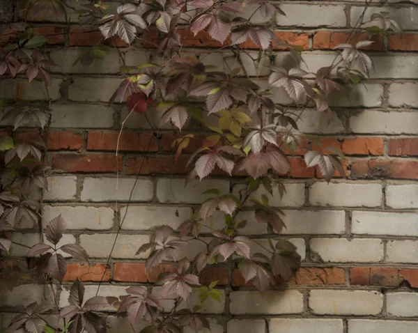 brick wall with natural floral frame. Wild grape on the wall of an old building. Golden autumn. Wild grapes on old brick wall as background.