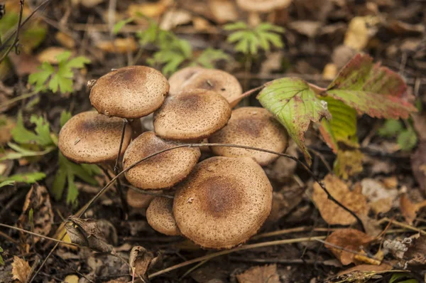 Group Mushrooms Growing Autumn Forest — Stock Photo, Image