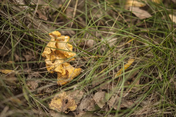 Group Mushrooms Growing Autumn Forest — Stock Photo, Image