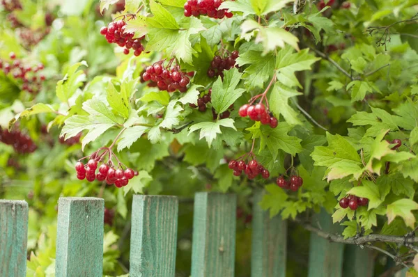 Viburnum Opulus Bagas Folhas Livre Outono Outono Bando Bagas Viburno — Fotografia de Stock