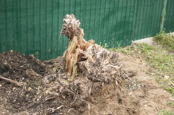 Boom Gesneden Aard Wordt Vernietigd — Stockfoto