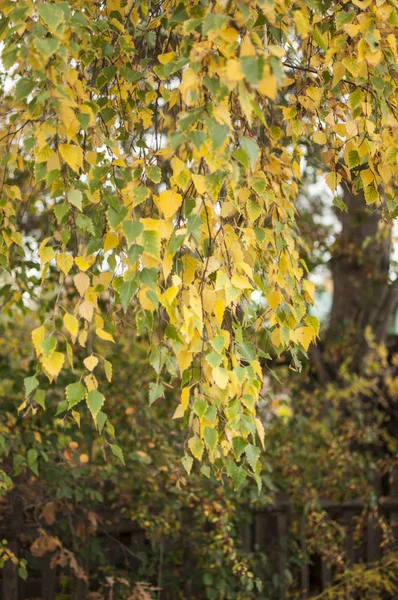 Birch Autumn Forest — Stock Photo, Image