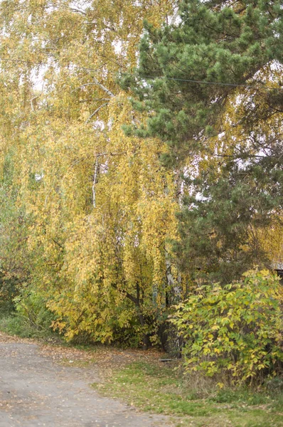Birch Φθινόπωρο Δάσος — Φωτογραφία Αρχείου