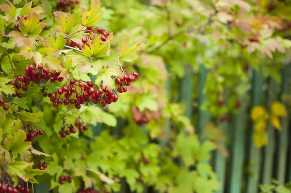 Viburnum Opulus Bär Och Lämnar Utomhus Hösten Gäng Röd Viburnum — Stockfoto