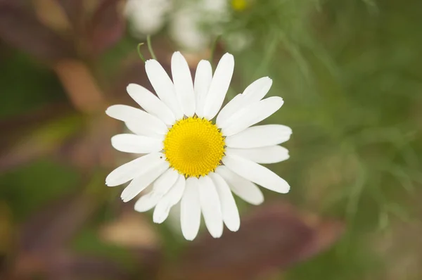 Flor Camomila Sobre Grama Verde Com Espaço Cópia — Fotografia de Stock