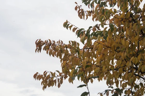 Autumn Landscape Yellow Trees Gloomy Sky — Stock Photo, Image