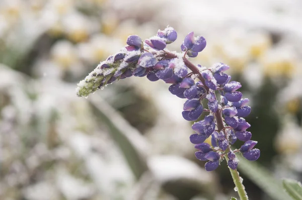 Fleurs Automne Fleuries Couvertes Neige Fleurs Gelées Couvertes Givre — Photo