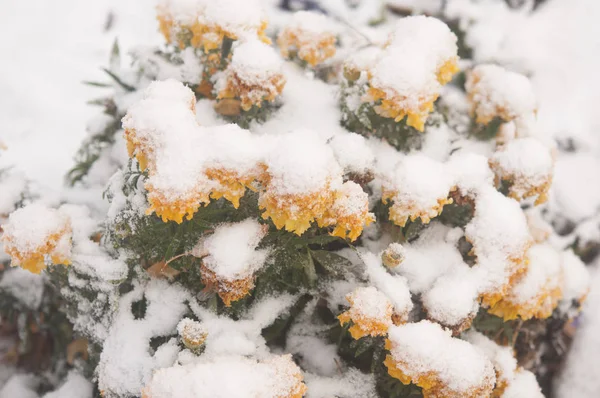 Najaar Bloeiende Bloemen Bedekt Met Sneeuw Bevroren Bloemen Bedekt Met — Stockfoto
