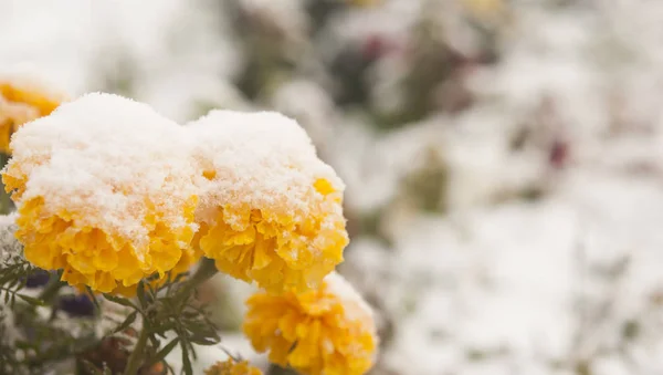 autumn blooming flowers covered with snow. frozen flowers covered with frost.