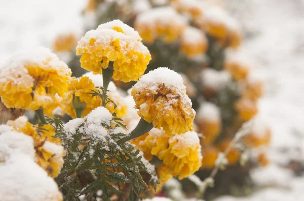 Jesienne Kwiaty Kwitnący Pokryte Śniegiem Mrożone Kwiaty Pokryte Szronem — Zdjęcie stockowe