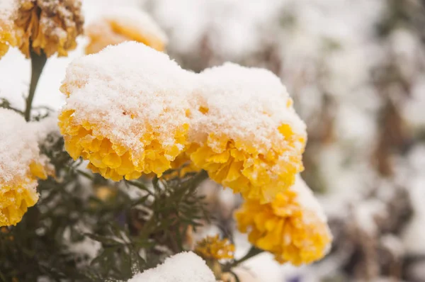 autumn blooming flowers covered with snow. frozen flowers covered with frost.