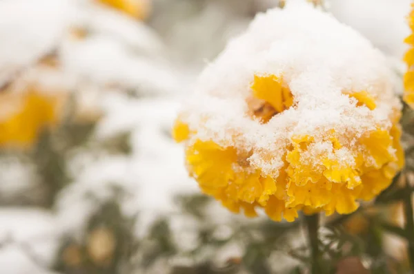 Jesienne Kwiaty Kwitnący Pokryte Śniegiem Mrożone Kwiaty Pokryte Szronem — Zdjęcie stockowe