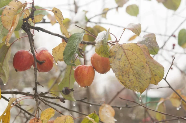 Червоні Яблука Дереві Мабуть Останній Сезон Покритий Снігом — стокове фото