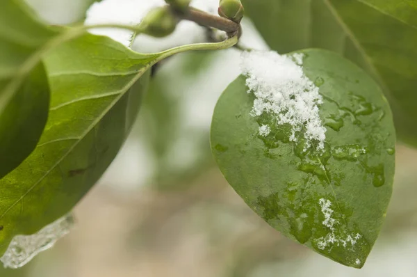 Prima Neve Fresca Caduta Sulle Foglie Verdi Degli Alberi — Foto Stock
