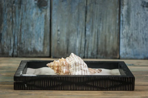 Conchas Mar Uma Mesa Madeira Como Fundo Férias — Fotografia de Stock