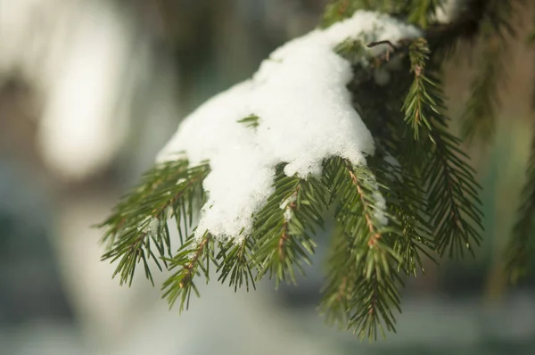 Spruce grenarna inom den gemensamma jordbrukspolitiken i snö — Stockfoto