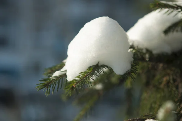 Ветви ели под снегом — стоковое фото