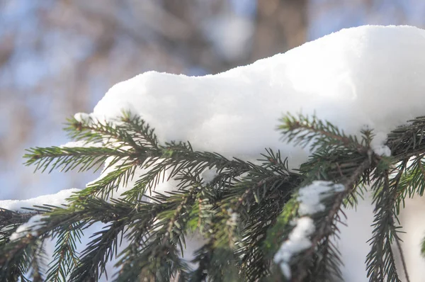 Las ramas de abeto bajo la capa de nieve — Foto de Stock