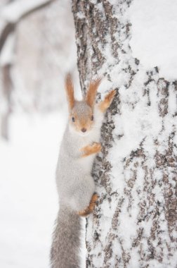 Kızıl sincap kış ağaç dal. Karlı bir orman karşı bir ağaçta oturuyor sincap
