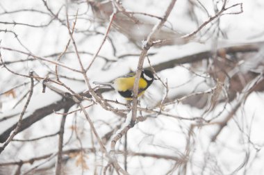 Kış Park kar bir şube oturan baştankara