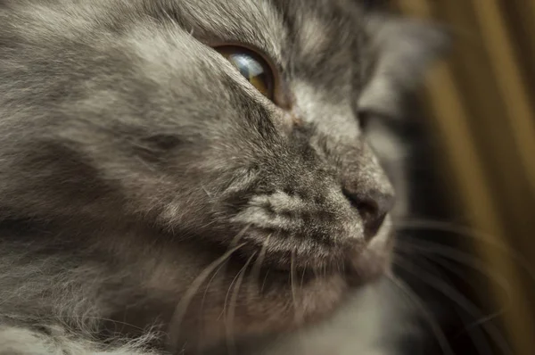 Primo Piano Della Faccia Grigia Dei Gatti — Foto Stock