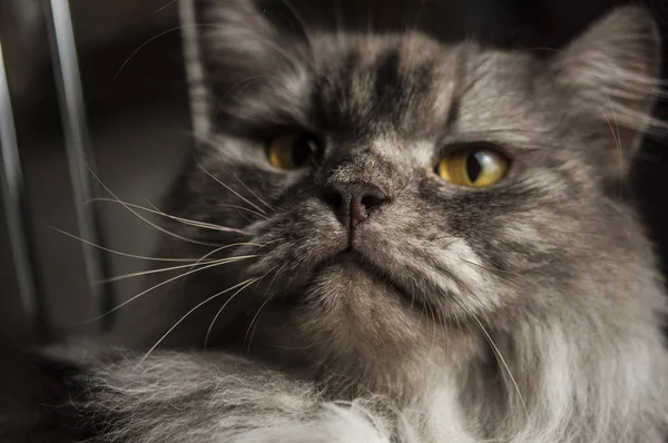 关门的灰色猫脸 — 图库照片