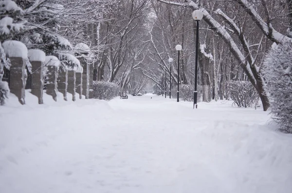 Empty Alley Beautiful Winter Park Sunny Day — Stock Photo, Image