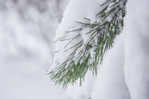 Kerstmis Achtergrond Met Frosty Naaldboom — Stockfoto