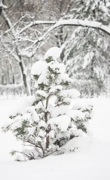 Kerstmis Achtergrond Met Frosty Naaldboom — Stockfoto