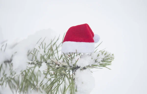 Fond Noël Avec Pin Givré Avec Chapeau Père Noël Rouge — Photo