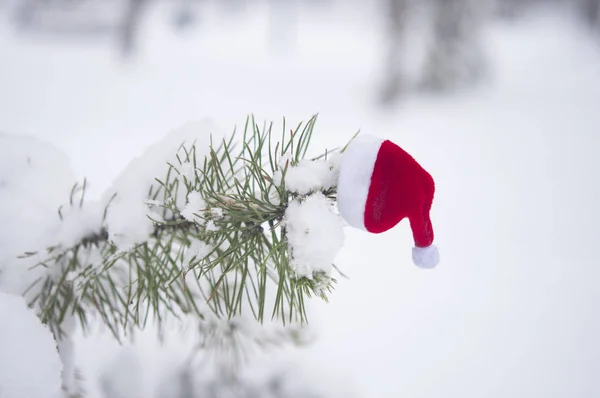 Jul Bakgrund Med Frostiga Tall Med Röda Santa Hatt — Stockfoto