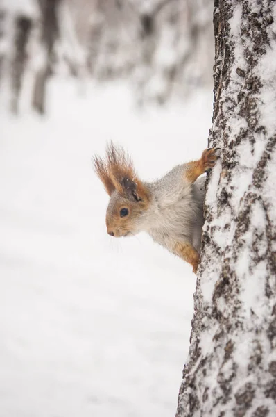 Red Squirrel Tree Branch Winter Squirrel Sitting Tree Snowy Forest — Stock Photo, Image